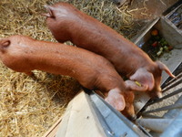 Unsere Schweine Fred und Wilma