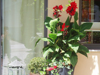 Blumen auf der Terasse